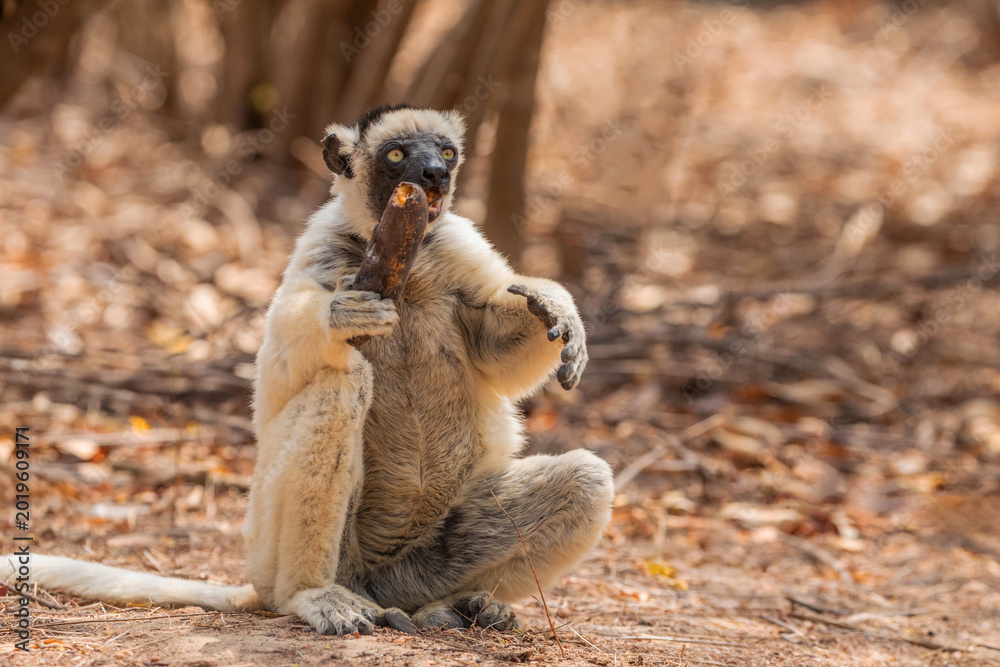 Fototapeta premium Sifaka lemur Propithecus verreauxi, Madagascar nature