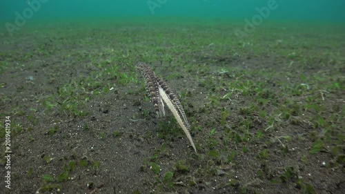 Mimic octopus swims close to the seafloor, pushing off with all arms once to increase its speed.