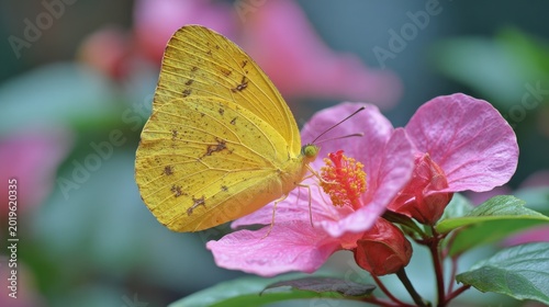 Vibrant yellow butterfly feeding on bright pink hibiscus flower in tropical garden.