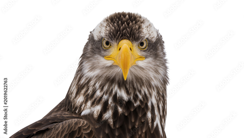 Obraz premium Majestic juvenile bald eagle head with piercing eyes, isolated on transparent background