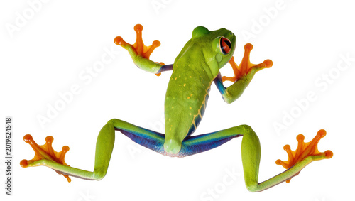 Fotografie Vibrant green red-eyed tree frog with orange toes, isolated on transparent backg