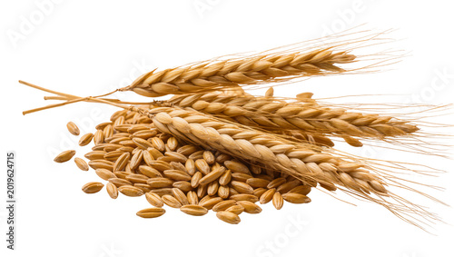Bild auf Leinwand Golden wheat ears and grains, isolated on transparent background
