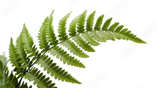 Fotografía Green fern frond with delicate serrated leaves, isolated on transparent backgrou