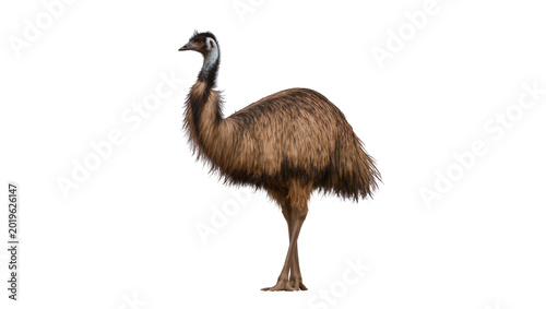 Brown emu bird with long neck and legs, isolated on transparent background