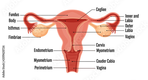 Fotografía Female Reproductive System Anatomy Diagram with Labels.