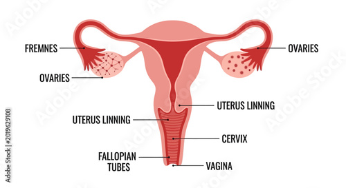 Photos Female Reproductive System Anatomy Diagram with Labels.