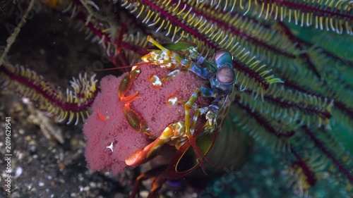 Peacock mantis shrimp guards its eggs outside a burrow, remaining almost completely motionless.