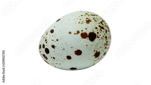 Photos Speckled bird egg with brown spots, isolated on transparent background