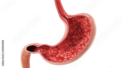Fotografía High quality 3D medical section of the human stomach with realistic PBR textures
