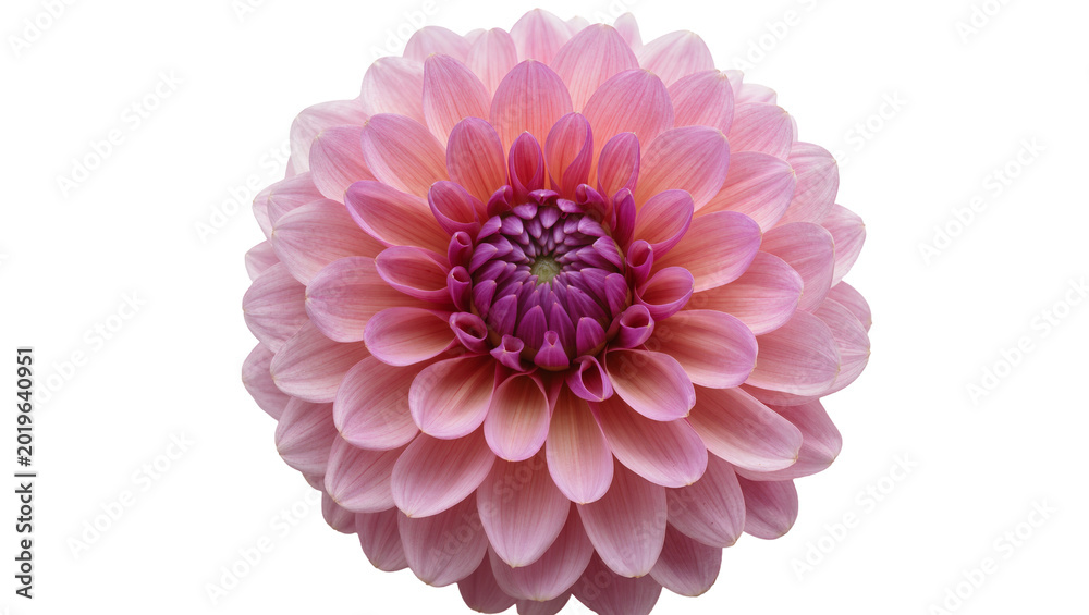 Fototapeta premium Pink dahlia flower with purple center, isolated on transparent background