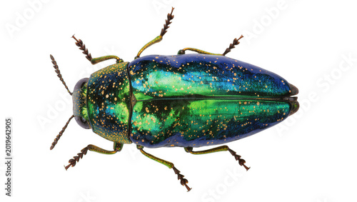 Fotografija Iridescent metallic green and blue jewel beetle with gold speckles, isolated on