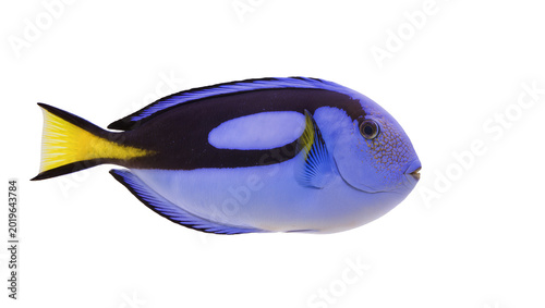 фотографія Vibrant blue tang fish with yellow tail, isolated on transparent background