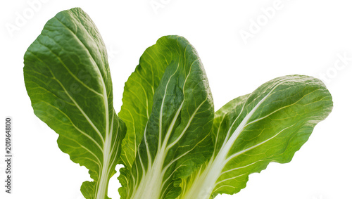 Fotografie Fresh green bok choy leaves with prominent white veins, isolated on transparent