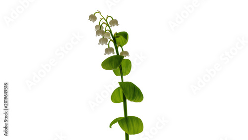 Bild auf Leinwand Delicate white lily of the valley flowers with green leaves, isolated on transpa