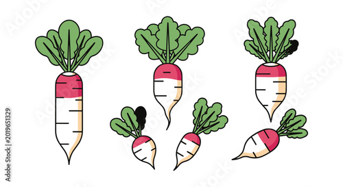 Daikon Radish Line art vector minimal color shapes illustration