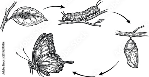 Tablou pe pânză Life cycle of a monarch butterfly illustration showing caterpillar on branch and
