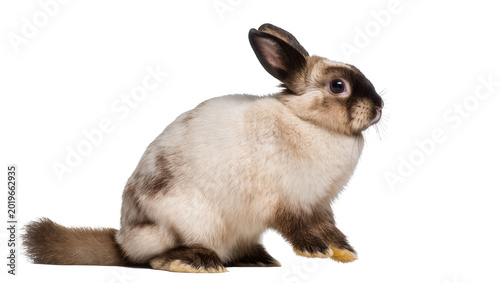 Photos Siamese rabbit with brown markings sitting alertly, isolated on transparent back