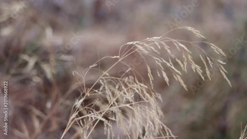 Grass dry wild oat swaying in wind with blurred nature background