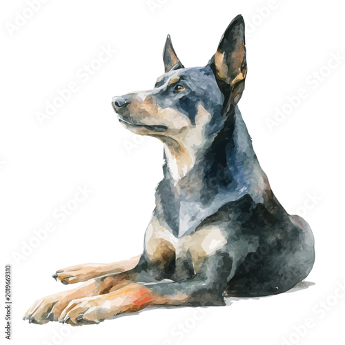 Photos Kelpie, watercolor clipart vector, isolated on a white background