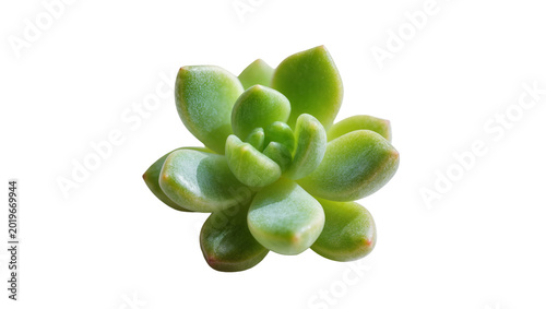Foto Vibrant green succulent plant with plump fleshy leaves, isolated on transparent