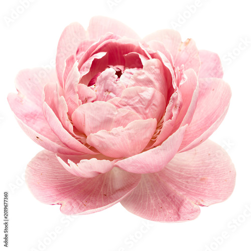 Pink Peony Flower Isolated on Transparent Background PNG