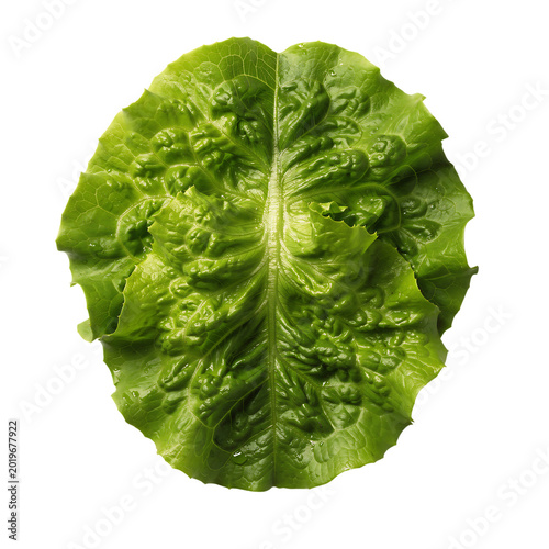 Romaine Lettuce Isolated on Transparent Background PNG