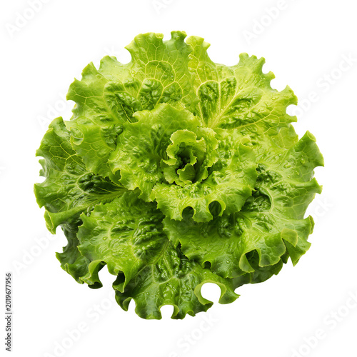 Green Lettuce Isolated on Transparent Background PNG