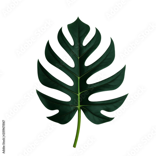 Monstera Leaf Isolated on Transparent Background PNG