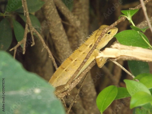 Bild auf Leinwand Close-up shot of a beautiful golden lizard (likely a Changeable Lizard or Garden Lizard) perched on a thin branch