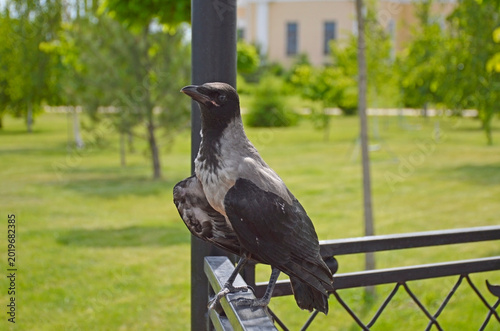 Photos A gray crow perched on an iron railing in a city park gazebo