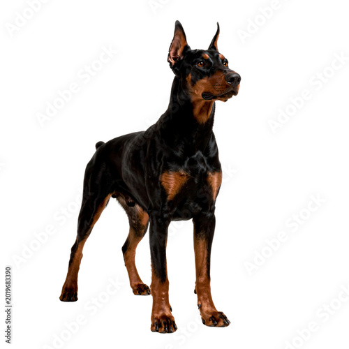Doberman Pinscher Dog Isolated on Transparent Background PNG