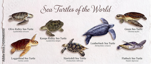 An educational poster featuring the world’s sea turtle species by name. An illustration that includes the scientific and common names of six different species.