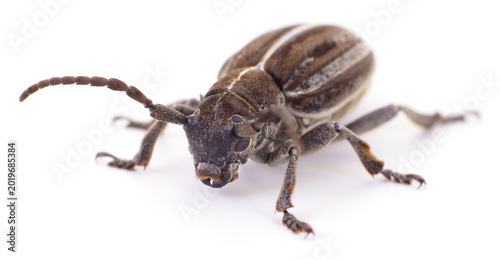 Foto Longhorn Beetle Isolated on White Background