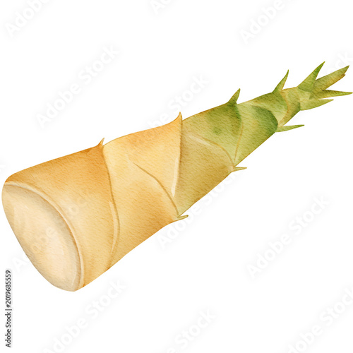 Bild auf Leinwand Watercolor Illustration of a bamboo shoot