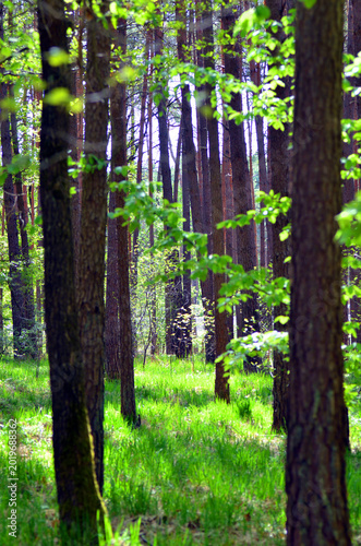 Mischwald
