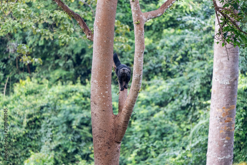 Binturong