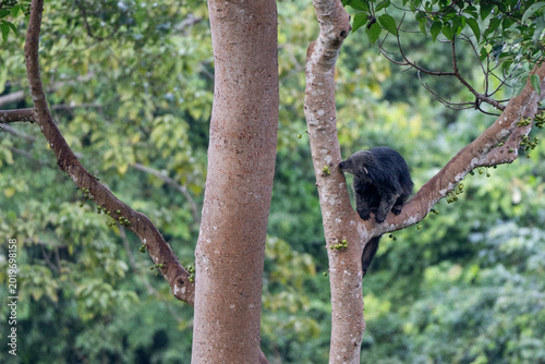 Binturong