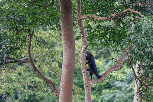 Binturong