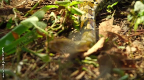 A reticulated python slithering through the dense leaf litter and undergrowth of a forest in East Java, Indonesia