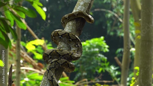 Python tightly coiled around a tree branch in the dense tropical forests of East Java, Indonesia