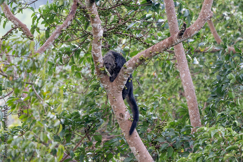 Binturong