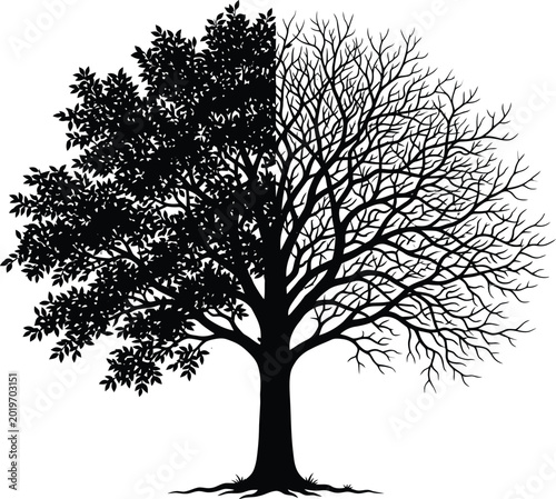 Silhouette of large deciduous tree against plain white background