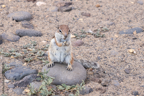 Schilderij op canvas Barbary ground squirrel holding food on rock near Esquinzo Beach, Fuerteventura