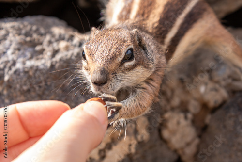 Quadro em tela Barbary ground squirrel eating from tourist hand at Esquinzo Beach, Fuerteventur