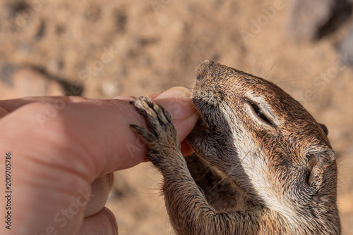 Quadro su tela Extreme close up of Barbary ground squirrel eating from human hand