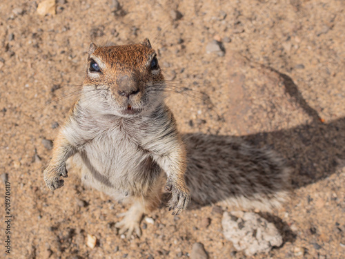 Bild auf Leinwand Standing Barbary ground squirrel looking at camera in Fuerteventura