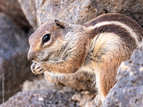 Canvastavla Barbary ground squirrel (Atlantoxerus getulus) eating on rocks in Fuerteventura