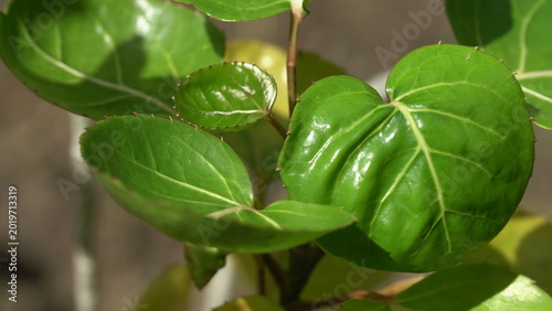 basil leaves in the garden