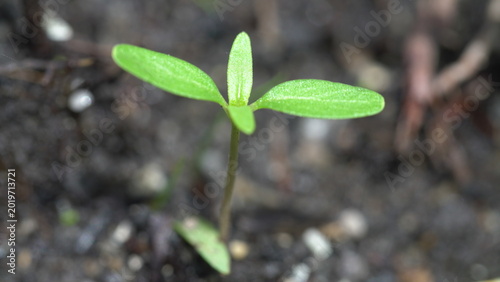 green sprout growing in soil