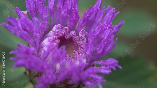 purple thistle flower in spring